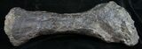 Extremely Rare Stegosaurus Fibula - Bone Cabin Quarry #10068-8